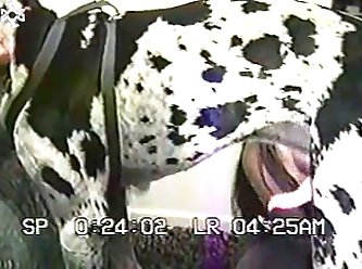 Animal Having Sex Porn