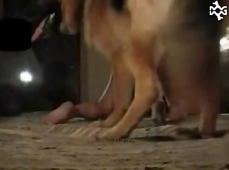 Animal Crossing Train Porn