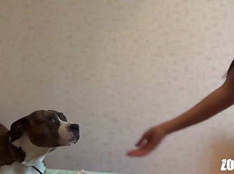 Porn Animal