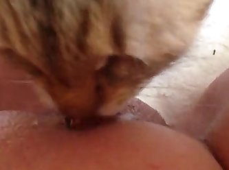 Porn Animal Bj