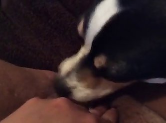 Animal Rimjob Porn