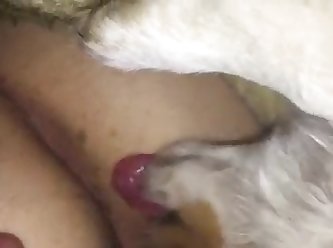 Animal Porn Tube Hd