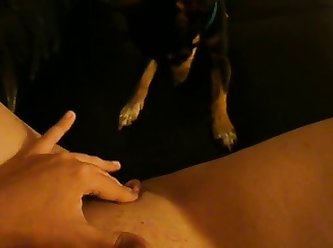 Animal Porn Crempie
