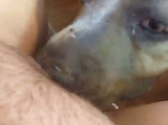 Porn Pussy Animal