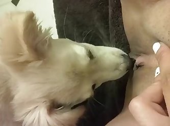 Porn Animal Crossing Ankha