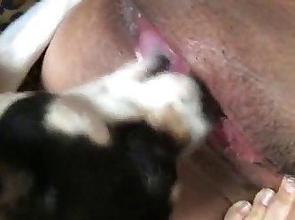 Free Porn With Animal