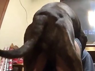 Animal Sex Porn 3d