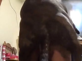 Animal Sex Porn 3d