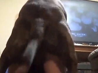 Animal Sex Porn 3d