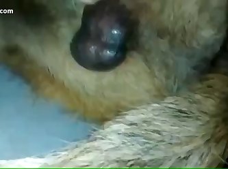Tickzoo Silesto