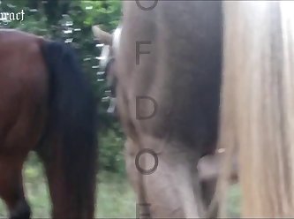 Canales Telegram Zoofilia