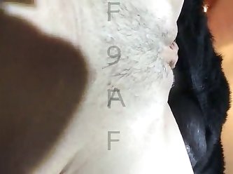 Gay Zoofilia Video