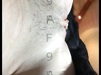 Zoofilia Amateur Gratis
