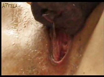 Porno Gay Zoofilia Perros