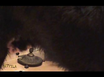 Zoofilia Fuck Cat