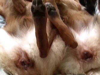 Extreme Cumshots Porn