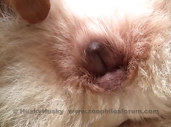 Extreme Cumshots Porn