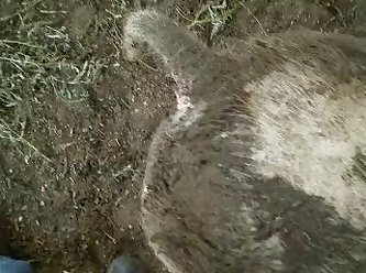 Extreme Grandmother Porn