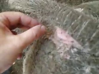 Extreme Grandmother Porn