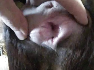 All Extreme Porn