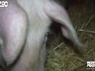 Extreme Anal Fist Porn