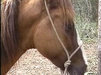Animal Porn Extreme Slave