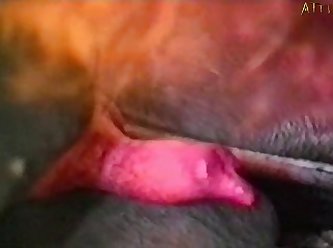 Threesome With Dog Porn