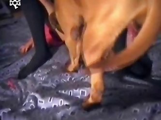 Big Dog Cocks