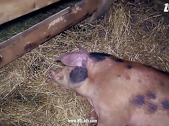 Dogs Having Sex Porn