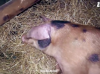 Dogs Having Sex Porn