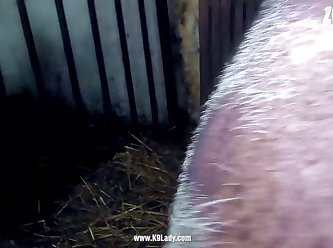 Dolphin Fuck