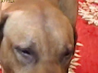 Extreme Stepsis Porn