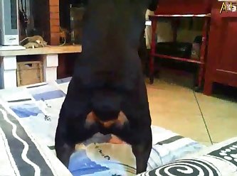 Petite Shemales Love Huge Dildos Or Extreme Dildo Porn