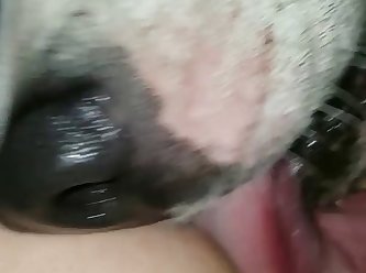 Porno Zoofilia