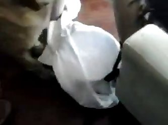 Dog Cock