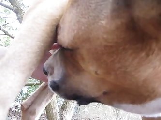 Women Having Sex With Horses