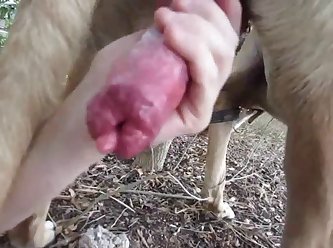 Women Having Sex With Horses
