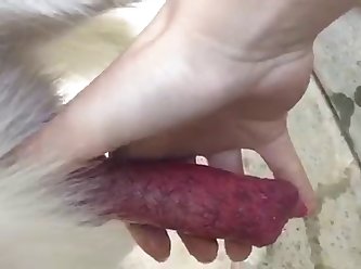Xxx Zoofilia