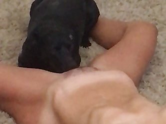 Dog Licks Dick