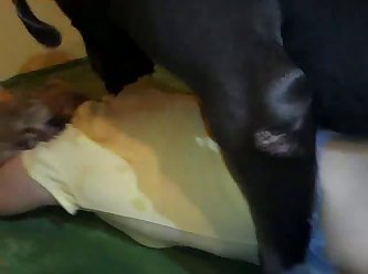 Horse Dildo Porn