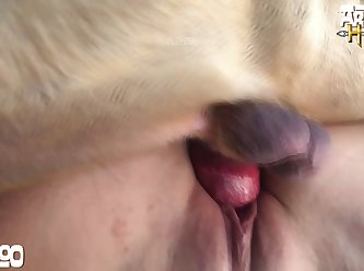 Guy Fucks Animal