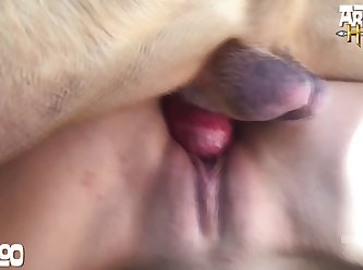 Guy Fucks Animal