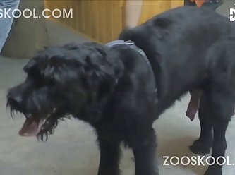Dog Muzzle Fuck Porn