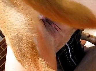 Teen Missionary Dog Fuck