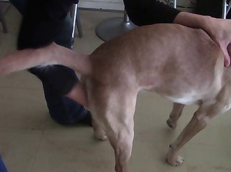 Dog Fuck Anal Knot