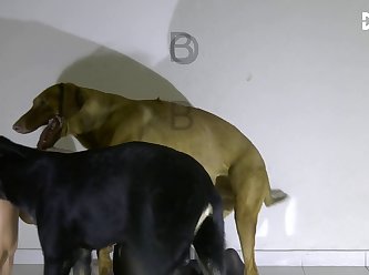 Hot Blond Fuck Dog