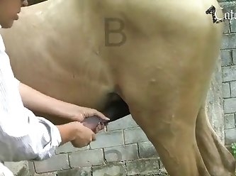 Filming My Wife Fuck Our Dog