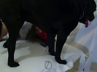 Man Fuck Dog Whining
