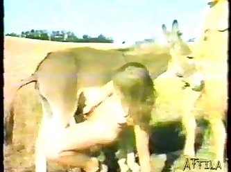 Man Fuck Dog Luxuretv