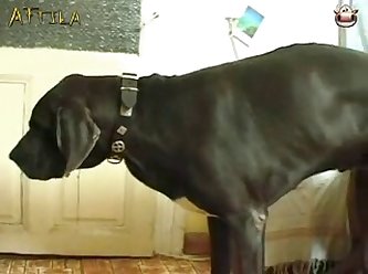 Latest Dog Fuck